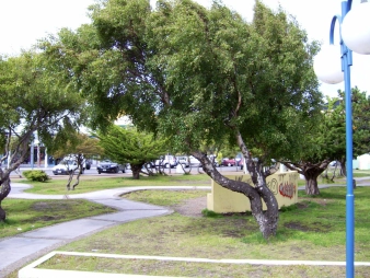 Windswept trees Windswept trees