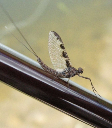 Mayfly Mayfly