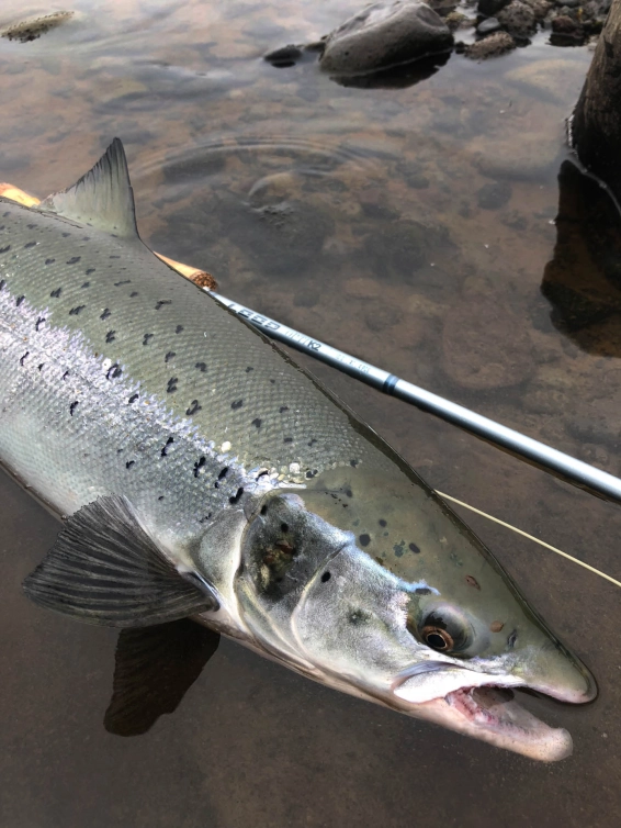 Bridge Pool fish on the hitch Bridge Pool fish on the hitch
