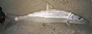Read more about the bonefish here