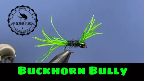 Video thumb for Buckhorn Bully