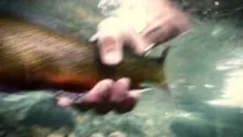 Video thumb for Flyfishing Patagonia 2011