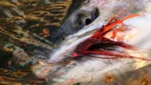 Video thumb for Skeena Steelhead