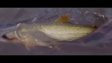 Video thumb for Golden Dorado Adventure (Part II)