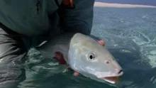 Video thumb for Bonefishing in Yemen
