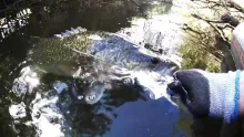 Video thumb for Murray cod fishing from a float tube