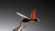 Video thumb for Flying Wood Ant