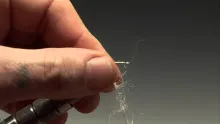 Video thumb for CDC Shrimp