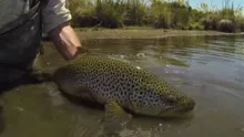 Video thumb for Hunting large browns in Lake O