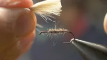 Video thumb for Caddis Fly