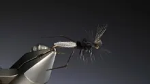 Video thumb for Hawthorn Fly