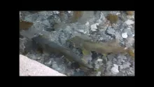 Video thumb for Spawning