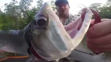 Video thumb for Peacock Bass in Guyana