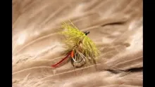 Video thumb for Golden Olive & Dark Barred Ginger Bumble