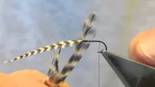 Video thumb for Reverse Hackled Dry Fly