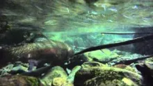 Video thumb for The spawning cycle of trout in New Zealand.