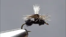 Video thumb for Parachute Ant