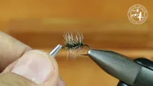 Video thumb for Griffith's Gnat