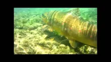 Video thumb for Beautiful Fly Fishing in Bosnia
