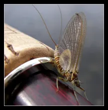 User submitted picture: march brown on the "gave...