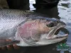 Computer screen wallpaper: Massive BC steelhead