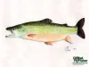 Computer screen wallpaper: Brook trout.