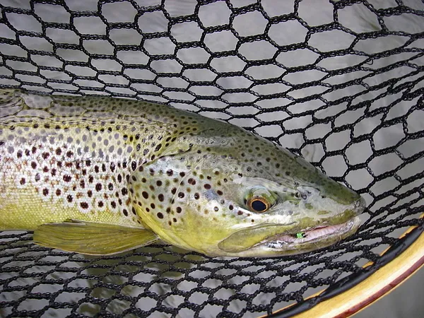 User submitted picture: Brownie,  Some PA Browns ...
