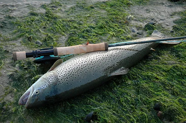 User submitted picture: The result of a nice spri...