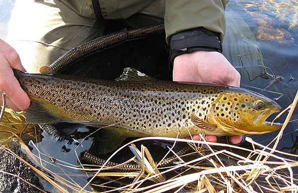 User submitted picture: Brown trout with streamer...